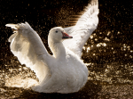 Snow Goose.jpg